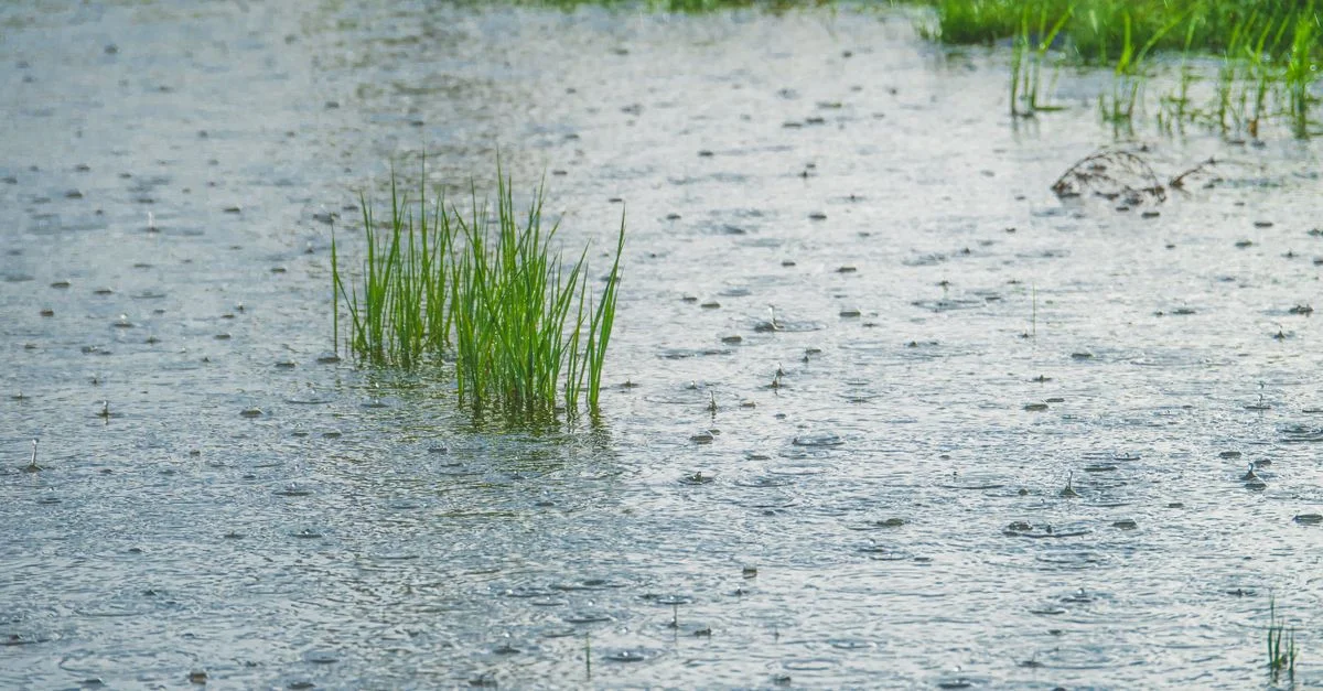 Des herbes vertes vibrantes prospèrent dans un champ trempé par la pluie, mettant en valeur la résilience de la nature.